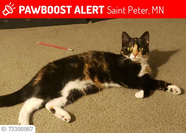 Lost Female Cat last seen Minnesota Avenue and Swift St. in St. Peter Minnesota 56082, Saint Peter, MN 56082