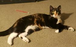 Lost Female Cat last seen Minnesota Avenue and Swift St. in St. Peter Minnesota 56082, Saint Peter, MN 56082