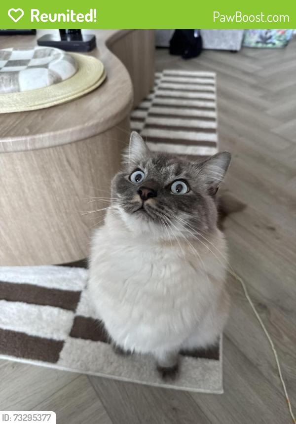Reunited Male Cat last seen New grove gardens, Cambuslang, Scotland G72 7LZ