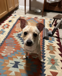 Found/Stray Male Dog last seen debs park, Los Angeles, CA 90031