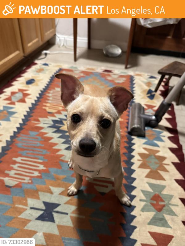 Found/Stray Male Dog last seen debs park, Los Angeles, CA 90031
