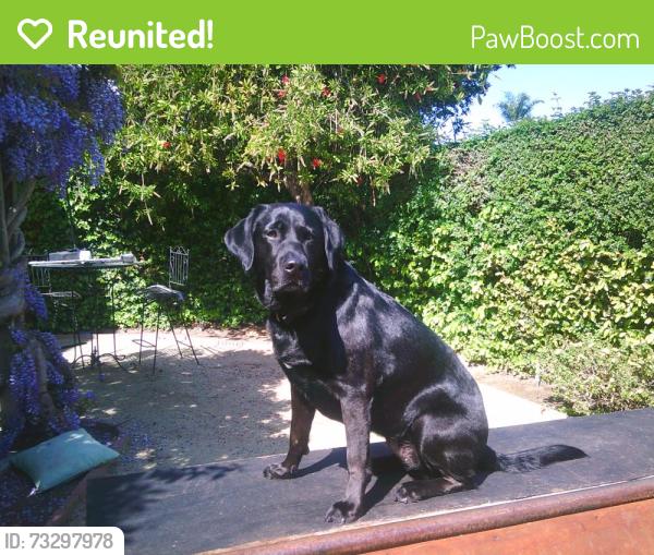 Reunited Female Dog last seen Fair and Fairview in costa mesa, Costa Mesa, CA 92626
