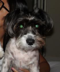Reunited Male Dog last seen La Riviera Dr, Sacramento, CA 95826, USA, Sacramento, CA 95826