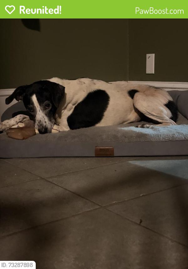 Reunited Female Dog last seen Near Highland Ave S, Birmingham, AL 35205, Birmingham, AL 35205