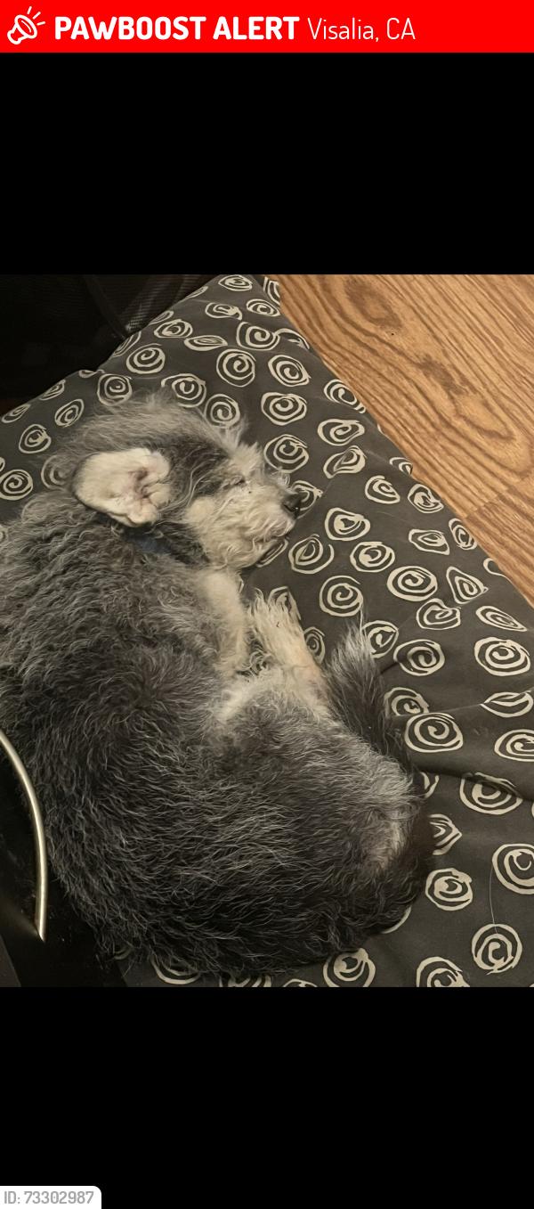 Lost Male Dog last seen Sante Fe and Walnut, Visalia, CA 93292