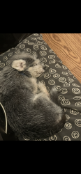 Lost Male Dog last seen Sante Fe and Walnut, Visalia, CA 93292