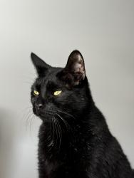 Lost Male Cat last seen Goldsmith Dr & E Ponce De Leon Ave, Stone Mountain, GA 30083