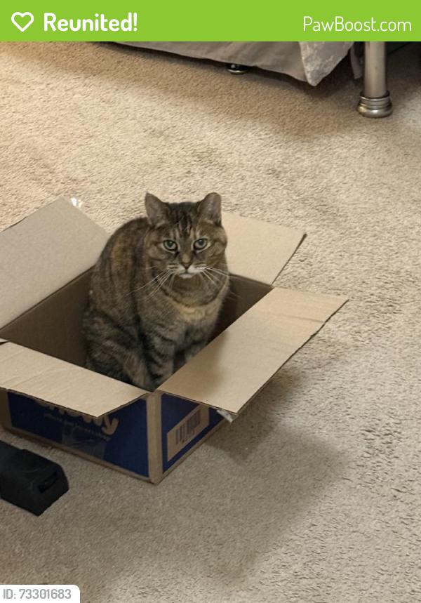 Reunited Female Cat last seen Near Madison St, Albany, CA 94706, USA, Albany, CA 94706