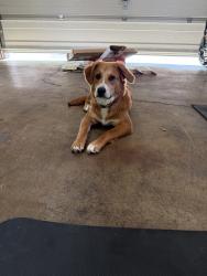 Reunited Male Dog last seen Chase St & W 16th Ave, Lakewood, CO 80214, USA, Lakewood, CO 80214