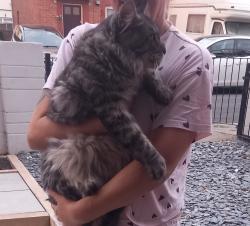 Reunited Male Cat last seen Torrington avenue knowle, Bristol City, England BS4 1EQ