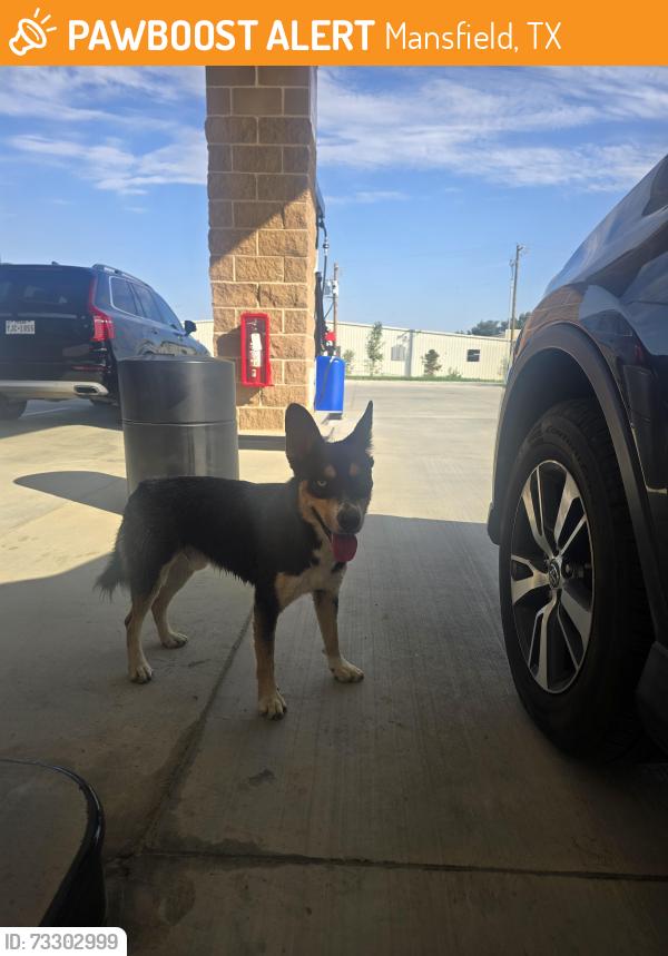 Found/Stray Unknown Dog last seen Seen at costo in mansfield, Mansfield, TX 76063
