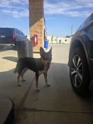 Found/Stray Unknown Dog last seen Seen at costo in mansfield, Mansfield, TX 76063