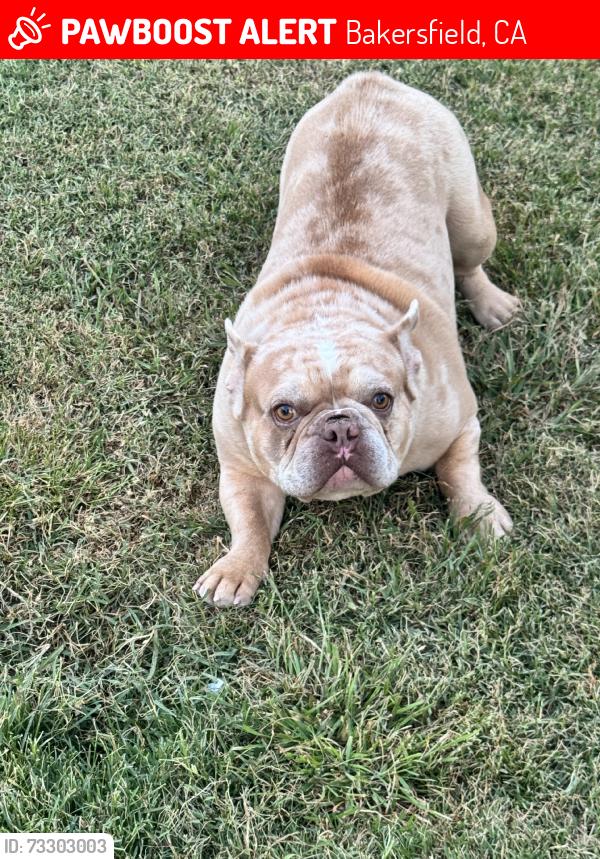 Lost Male Dog last seen quarter ave, Bakersfield, CA 93309