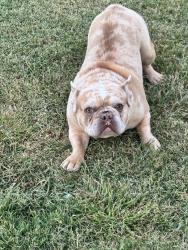 Lost Male Dog last seen quarter ave, Bakersfield, CA 93309