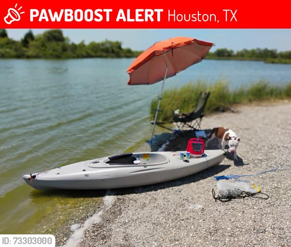 Lost Male Dog last seen Milby Harrisburg, Houston, TX 77003