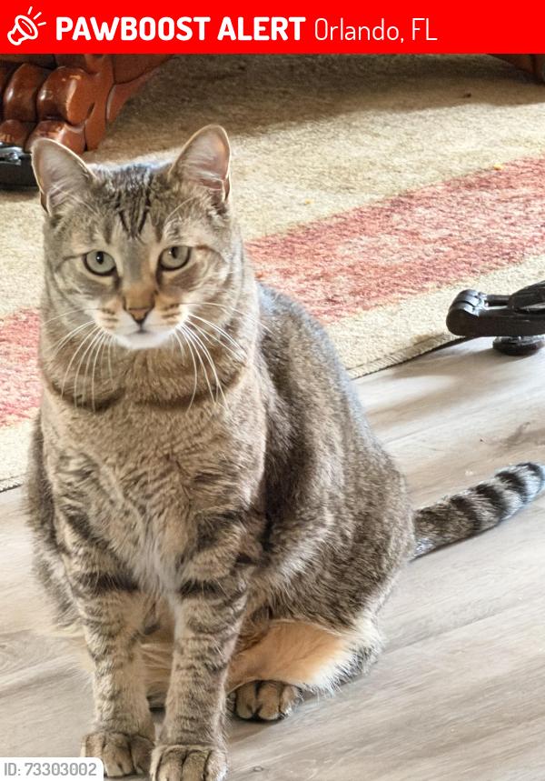 Lost Female Cat last seen Long breeze road and long grove road, Orlando, FL 32810