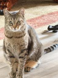 Lost Female Cat last seen Long breeze road and long grove road, Orlando, FL 32810