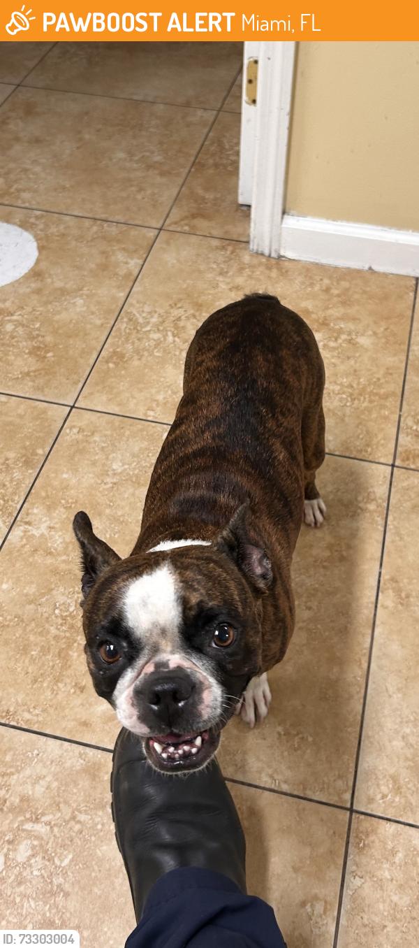 Found/Stray Female Dog last seen SUNSHINE TOWING, Miami, FL 33144