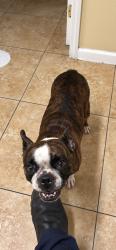 Found/Stray Female Dog last seen SUNSHINE TOWING, Miami, FL 33144