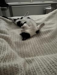 Reunited Female Cat last seen Abbey road, Greater London, England NW8 0QJ