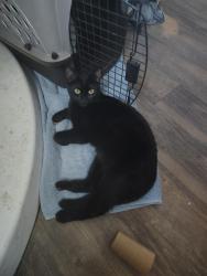 Reunited Female Cat last seen Pierre way, El Cajon, CA 92021
