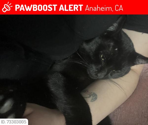 Lost Male Cat last seen Near s casa vista st, Anaheim, CA 92802