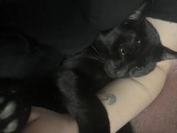 Lost Male Cat last seen Near s casa vista st, Anaheim, CA 92802