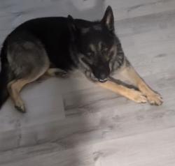 Found/Stray Male Dog last seen Valley Blvd, Bloomington, CA 92316