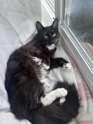 Lost Male Cat last seen somersville mall, Antioch, CA 94509