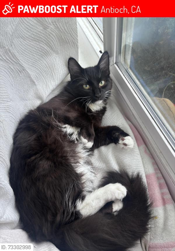 Lost Male Cat last seen somersville mall, Antioch, CA 94509