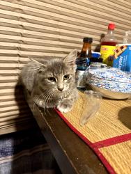 Lost Female Cat last seen Point loma, San Diego, CA 92106
