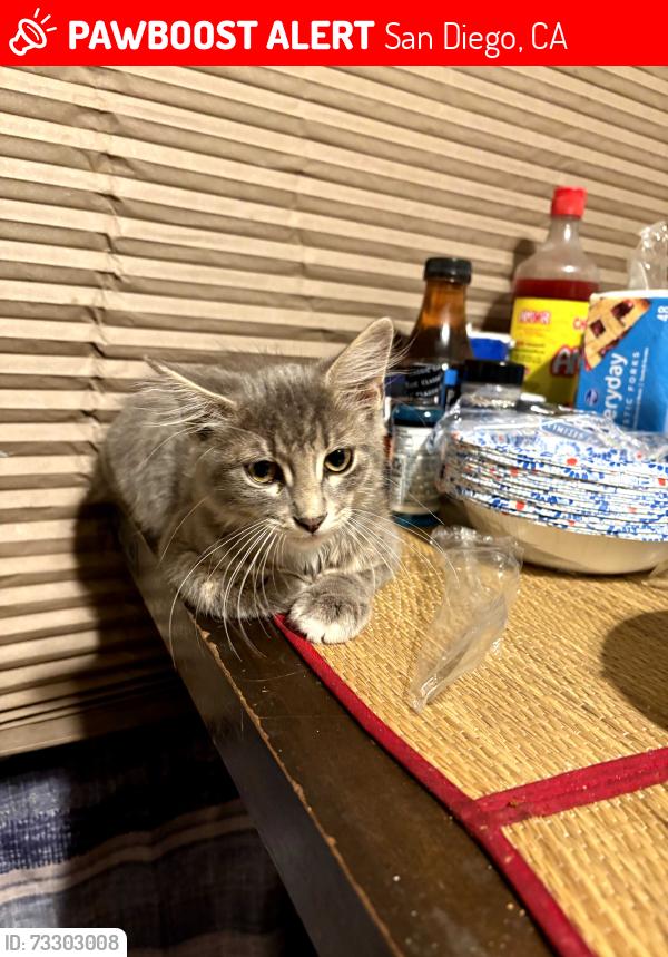 Lost Female Cat last seen Point loma, San Diego, CA 92106