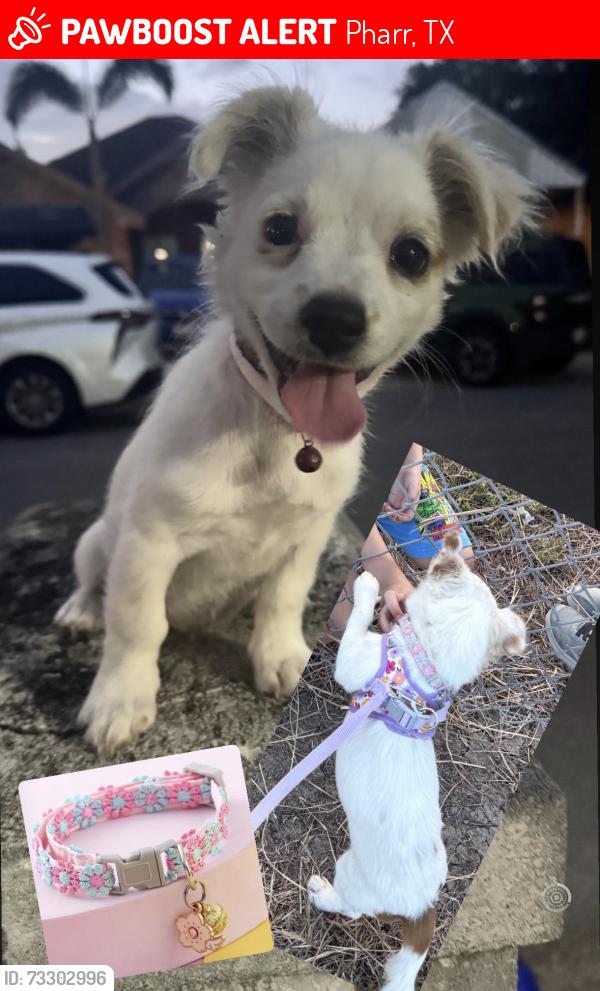 Lost Female Dog last seen W David Ave & Lorenzo St, Pharr, Pharr, TX 78577
