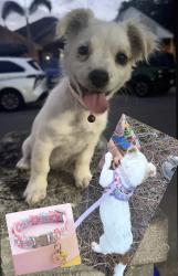 Lost Female Dog last seen W David Ave & Lorenzo St, Pharr, Pharr, TX 78577