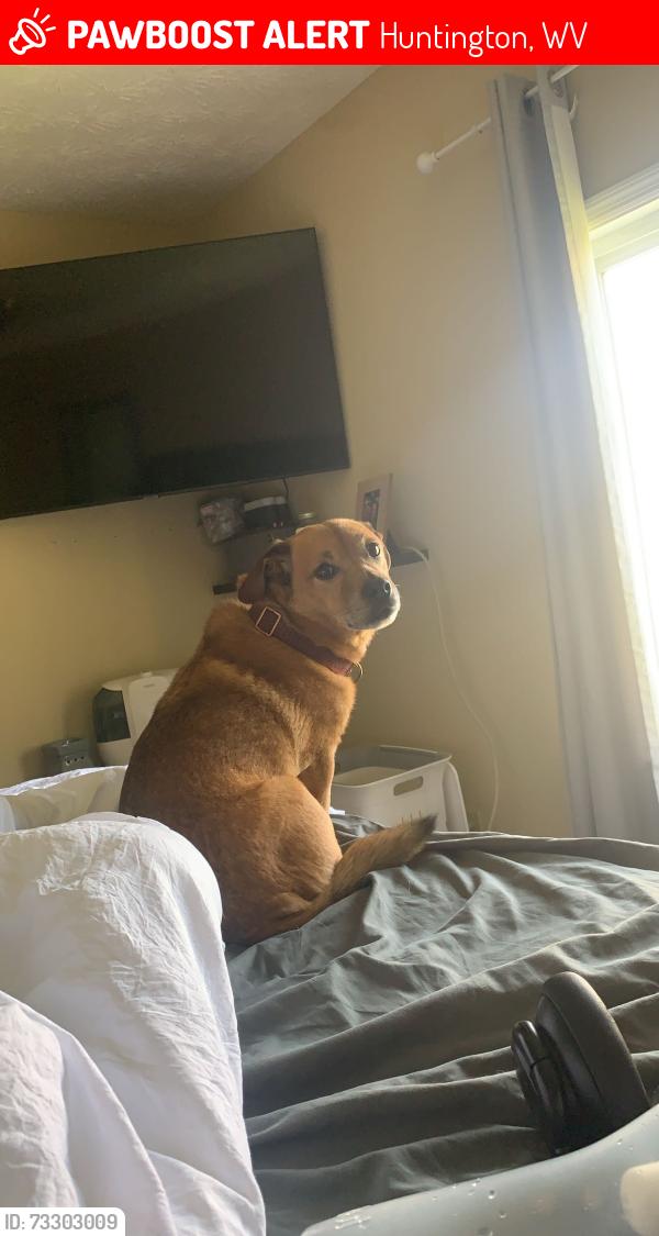 Lost Male Dog last seen Huntington museum of art, Huntington, WV 25701