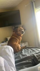 Lost Male Dog last seen Huntington museum of art, Huntington, WV 25701