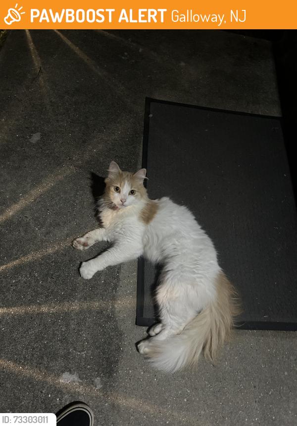 Found/Stray Unknown Cat last seen Johnson Ave Galloway NJ, Galloway, NJ 08205