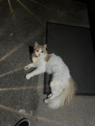 Found/Stray Unknown Cat last seen Johnson Ave Galloway NJ, Galloway, NJ 08205