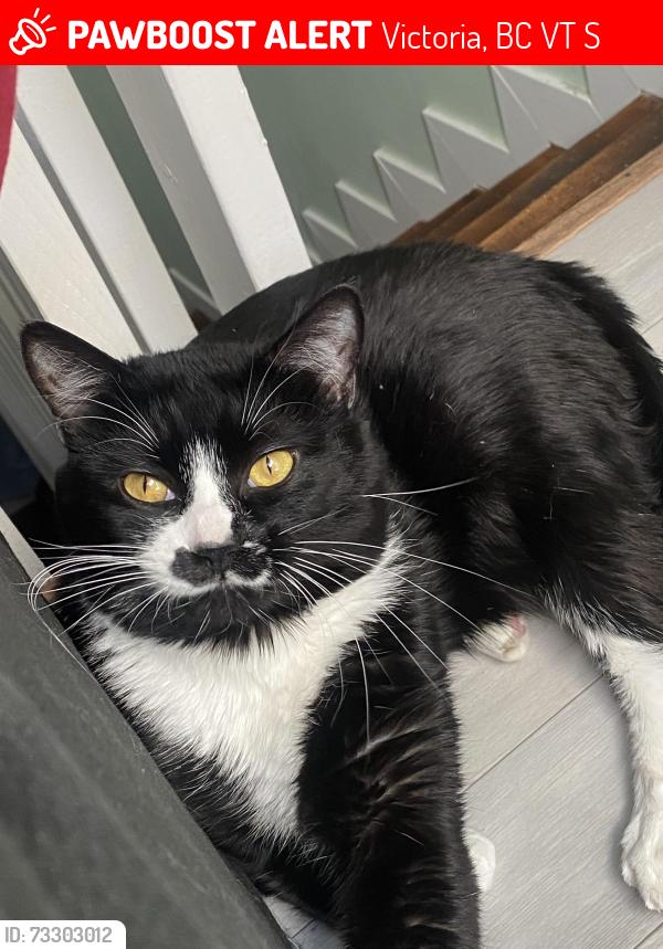 Lost Male Cat last seen Lang street, Victoria, BC V8T 2S7
