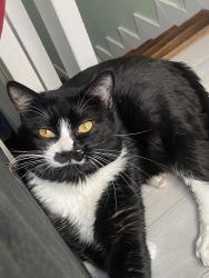 Lost Male Cat last seen Lang street, Victoria, BC V8T 2S7