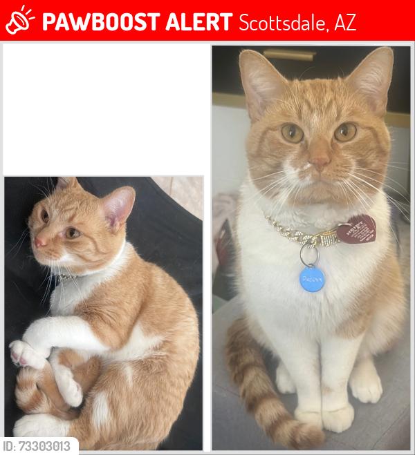 Lost Male Cat last seen Osborn & Miller, Scottsdale, AZ 85251