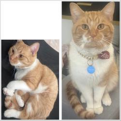 Lost Male Cat last seen Osborn & Miller, Scottsdale, AZ 85251