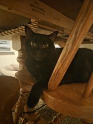 Reunited Female Cat last seen Diamond Plum Circle, Virginia Beach, VA 23452