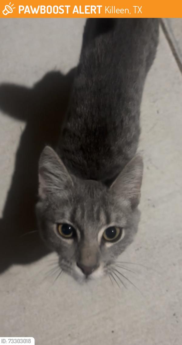 Found/Stray Unknown Cat last seen Near Kemosabe Dr, Killeen Tx, 76542, Killeen, TX 76542