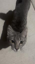 Found/Stray Unknown Cat last seen Near Kemosabe Dr, Killeen Tx, 76542, Killeen, TX 76542