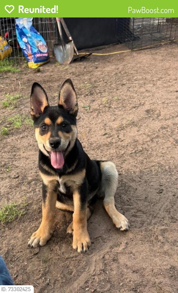 Reunited Male Dog last seen N Ruddell St, Davis St, Paisley St, Denton, TX 76209