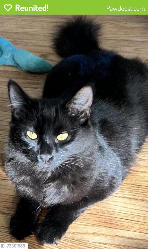 Reunited Female Cat last seen Tujunga & Oxnard, Los Angeles, CA 91606