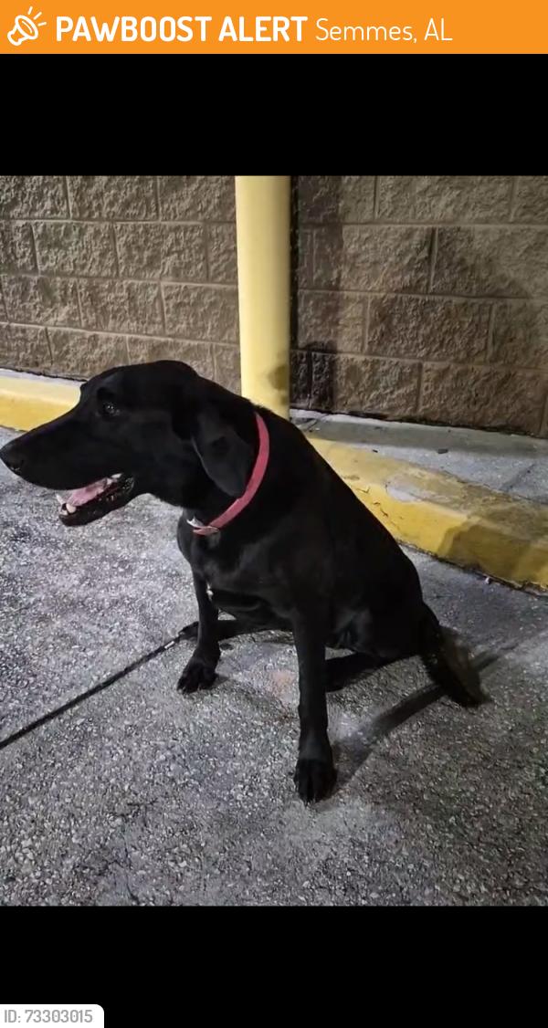 Found/Stray Female Dog last seen Dogwood Lane, Semmes, AL, Semmes, AL 36575