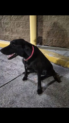 Found/Stray Female Dog last seen Dogwood Lane, Semmes, AL, Semmes, AL 36575