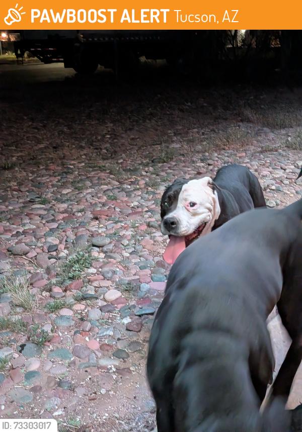 Found/Stray Female Dog last seen Grant & Silverbell, Tucson, AZ 85745